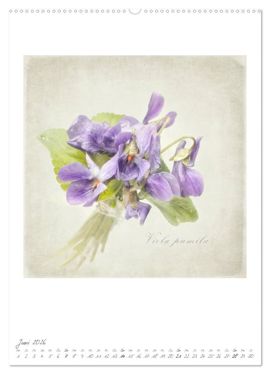 Bild: 9783516478570 | Flower Dreams (hochwertiger Premium Wandkalender 2026 DIN A2 hoch),...