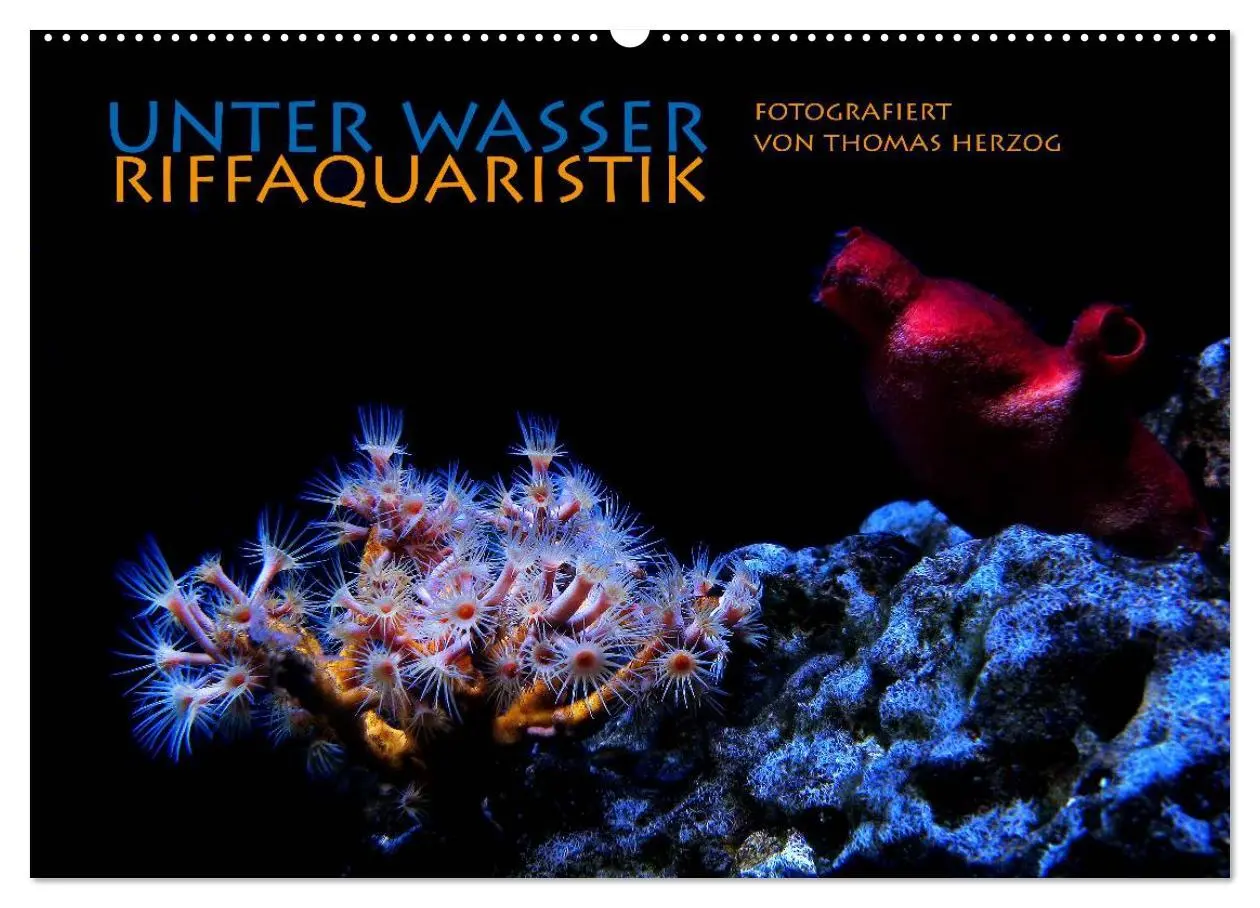 Cover: 9783516158670 | UNTER WASSER Riffaquaristik (Wandkalender 2026 DIN A2 quer),...