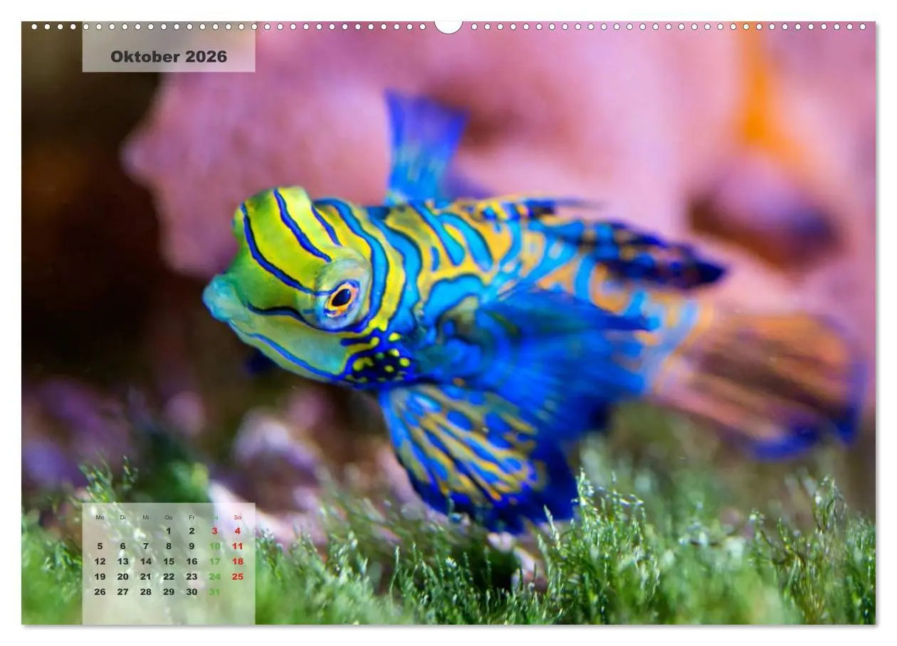 Bild: 9783516158670 | UNTER WASSER Riffaquaristik (Wandkalender 2026 DIN A2 quer),...