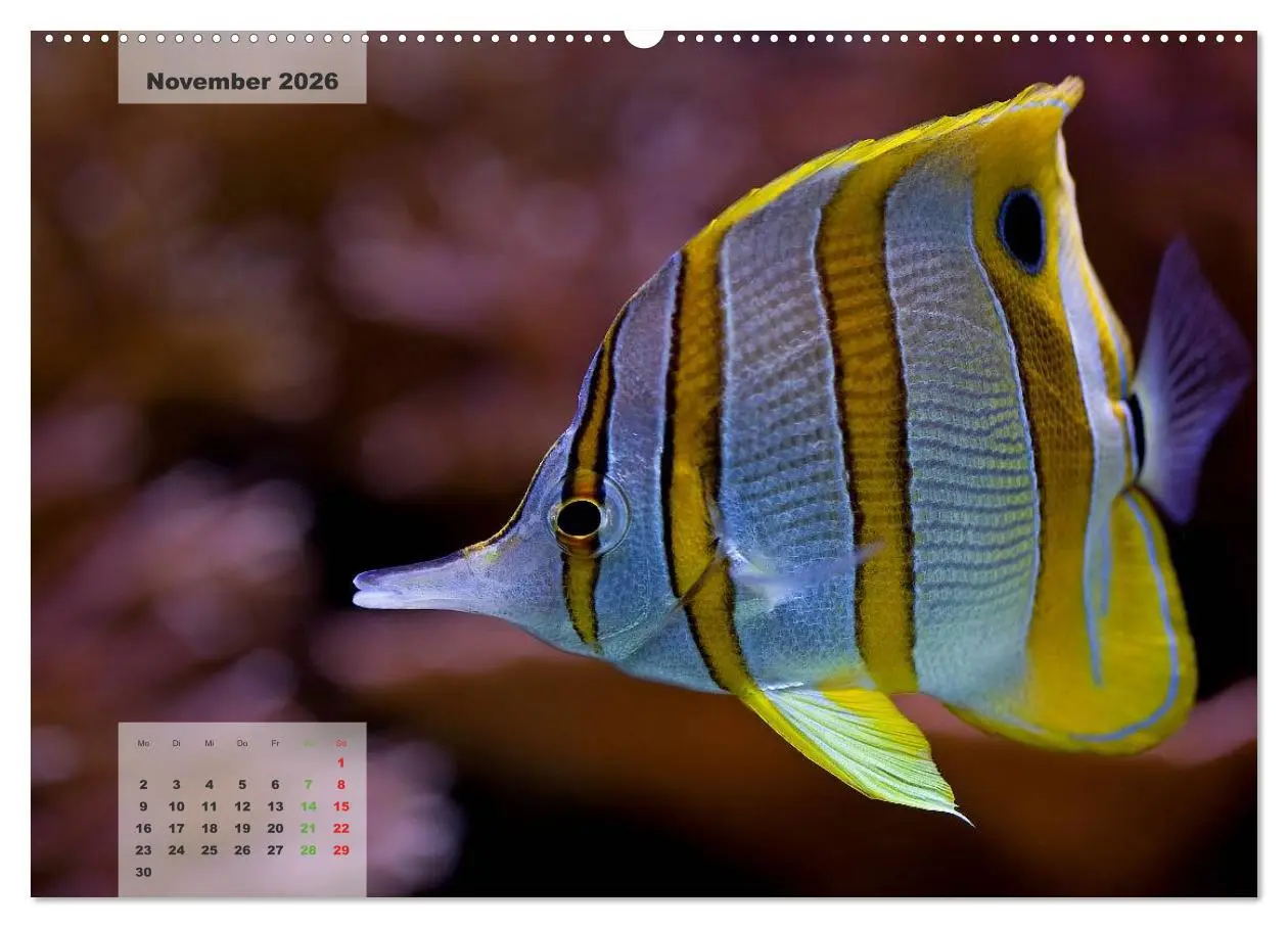 Bild: 9783516158670 | UNTER WASSER Riffaquaristik (Wandkalender 2026 DIN A2 quer),...