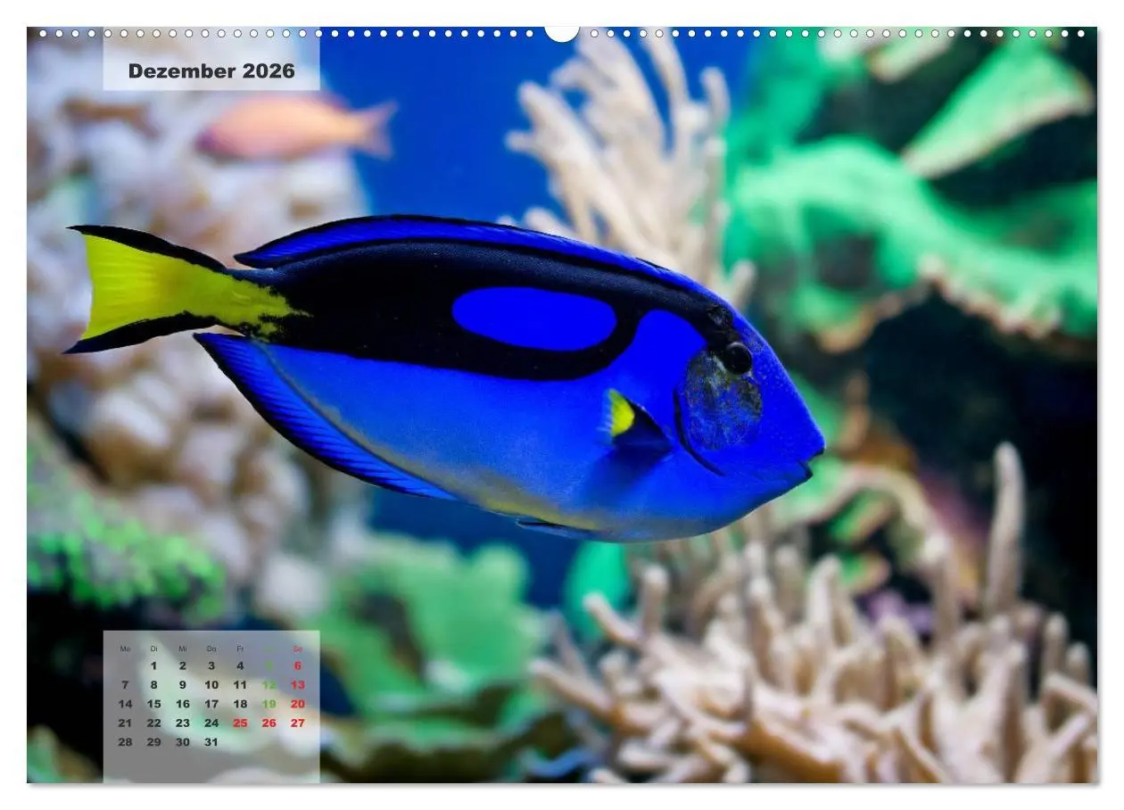 Bild: 9783516158670 | UNTER WASSER Riffaquaristik (Wandkalender 2026 DIN A2 quer),...