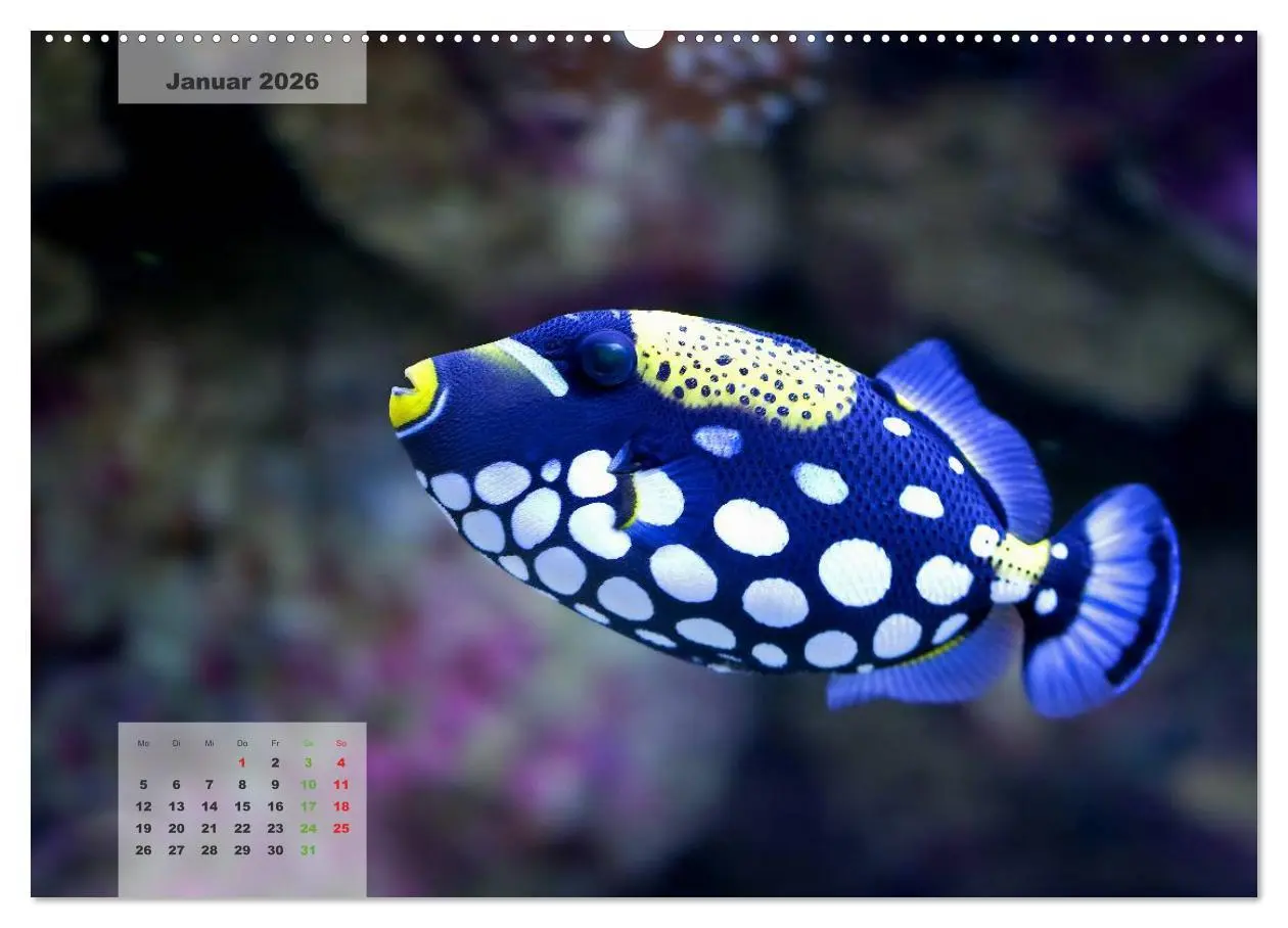 Bild: 9783516158670 | UNTER WASSER Riffaquaristik (Wandkalender 2026 DIN A2 quer),...