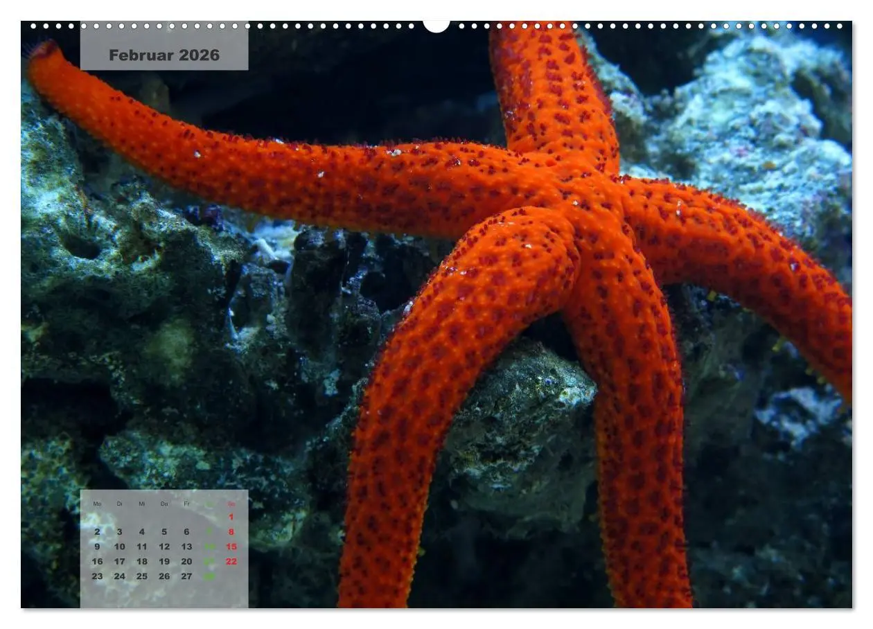 Bild: 9783516158670 | UNTER WASSER Riffaquaristik (Wandkalender 2026 DIN A2 quer),...
