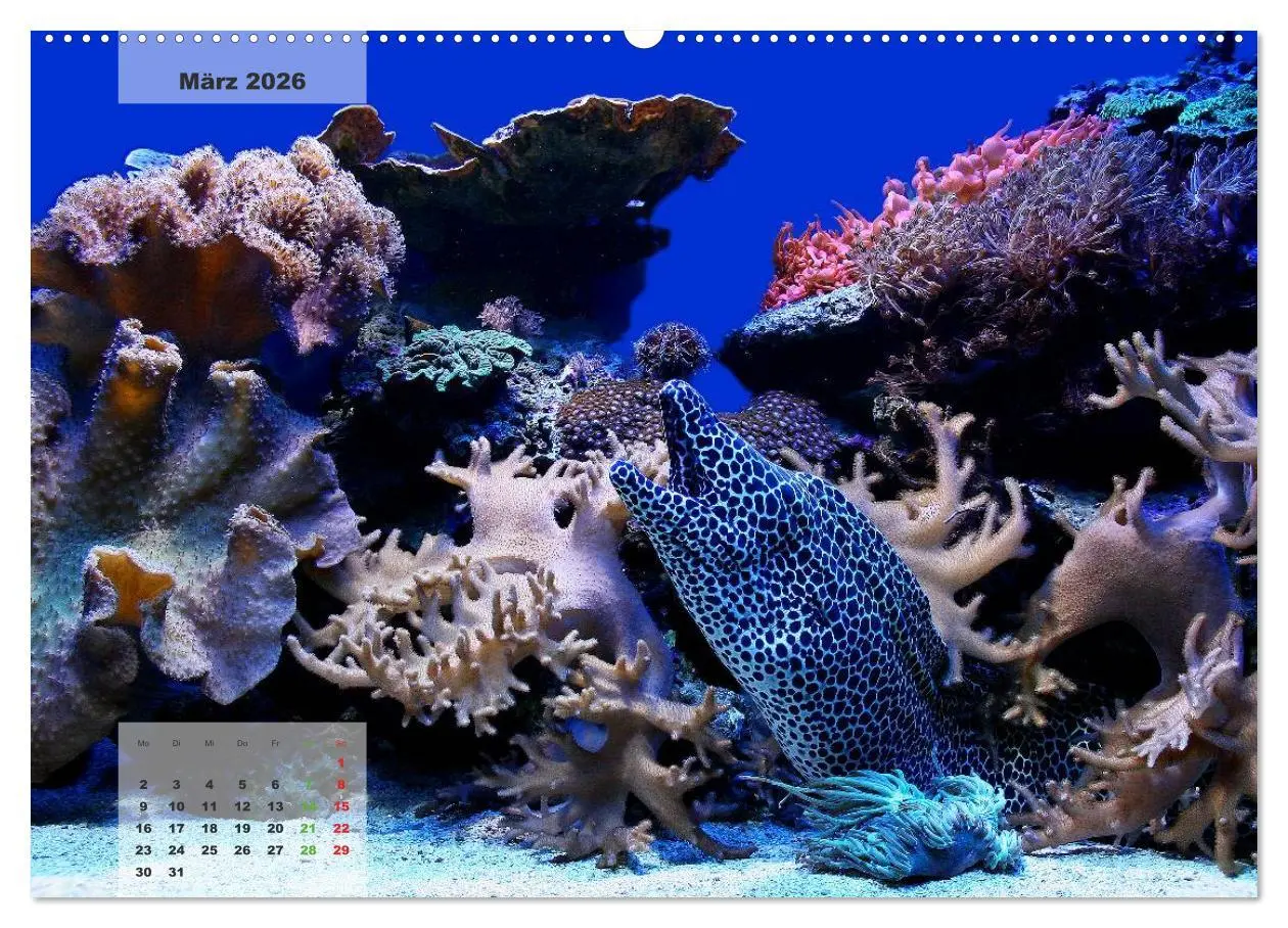 Bild: 9783516158670 | UNTER WASSER Riffaquaristik (Wandkalender 2026 DIN A2 quer),...