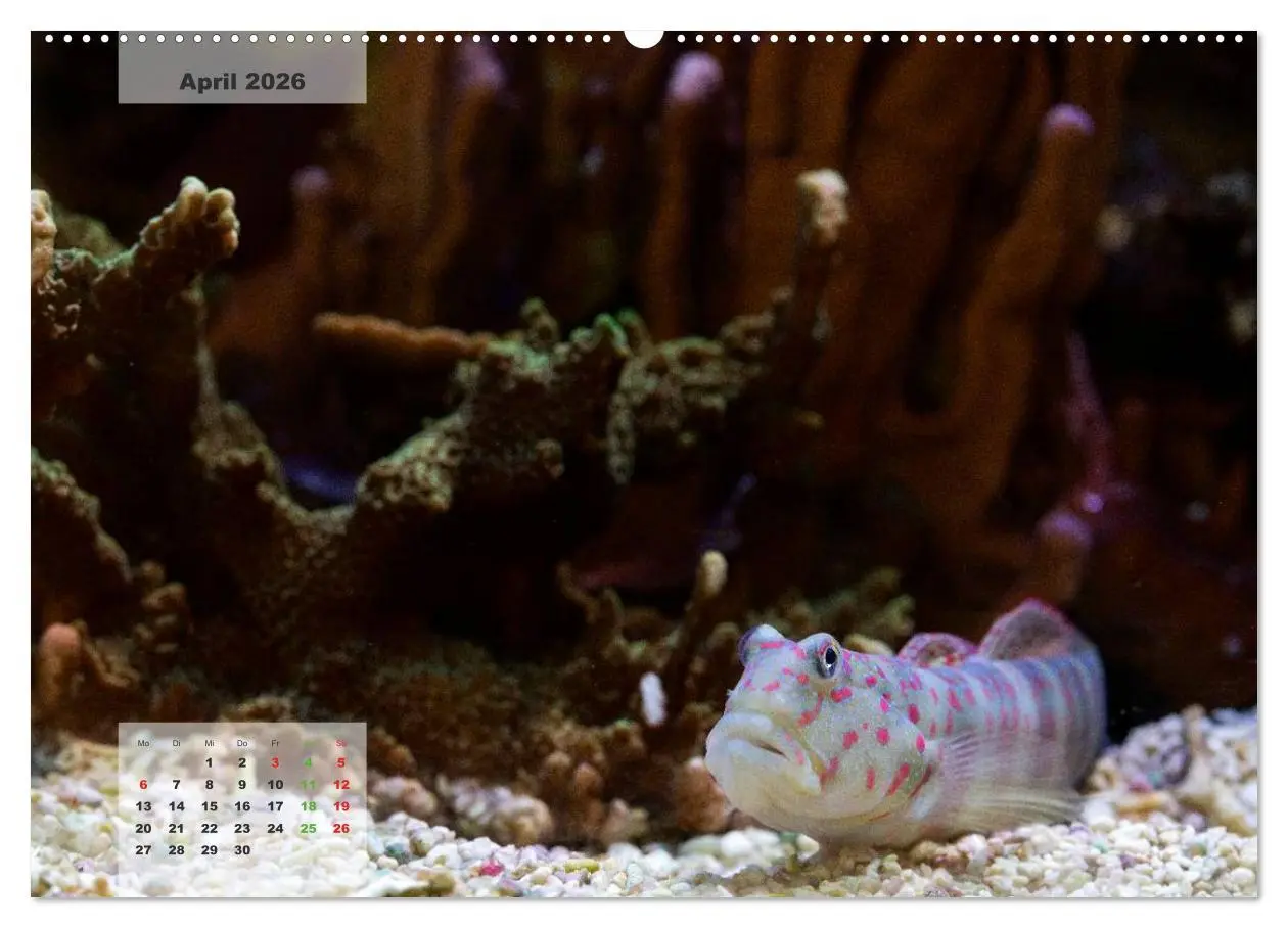 Bild: 9783516158670 | UNTER WASSER Riffaquaristik (Wandkalender 2026 DIN A2 quer),...