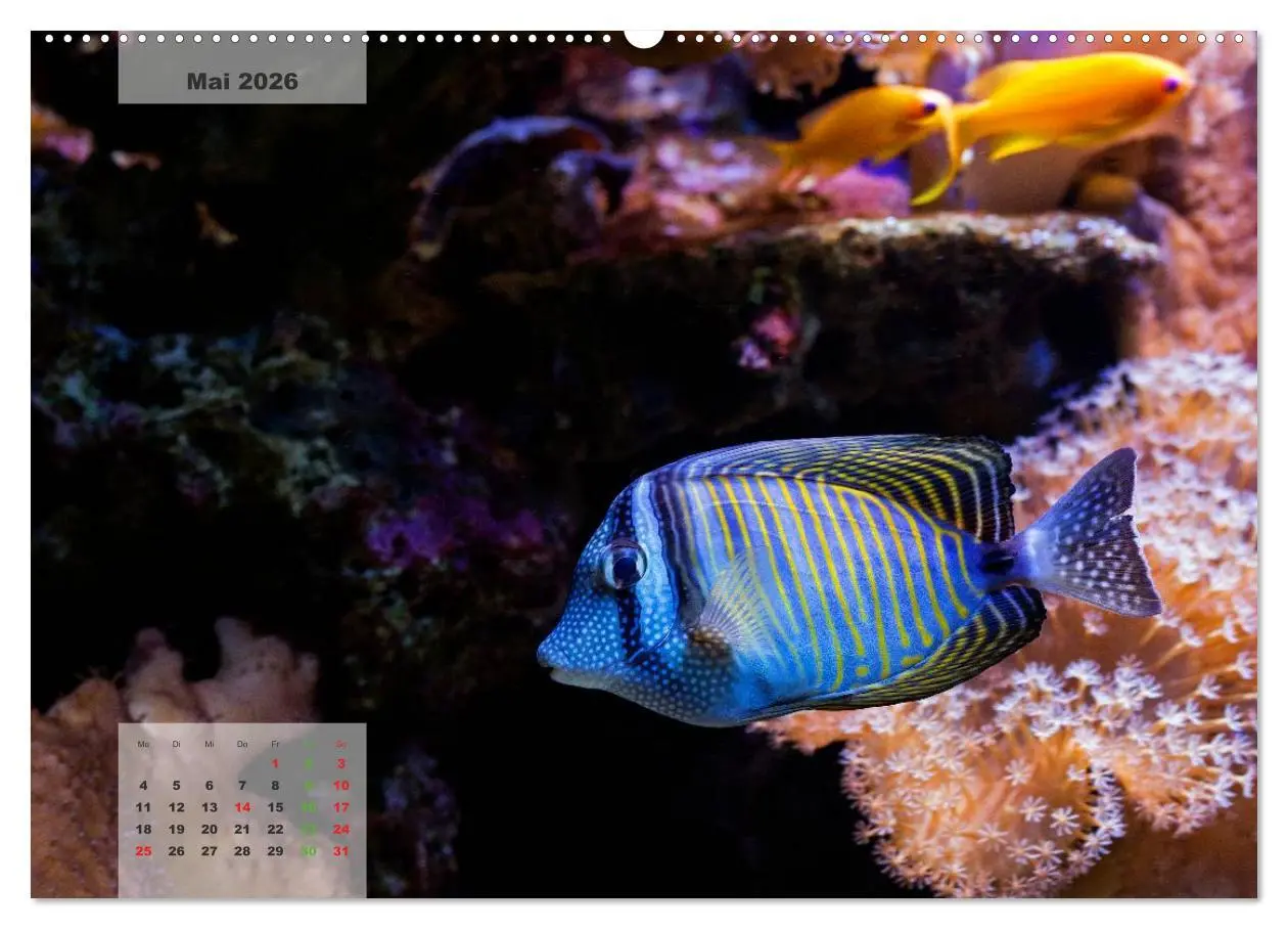 Bild: 9783516158670 | UNTER WASSER Riffaquaristik (Wandkalender 2026 DIN A2 quer),...