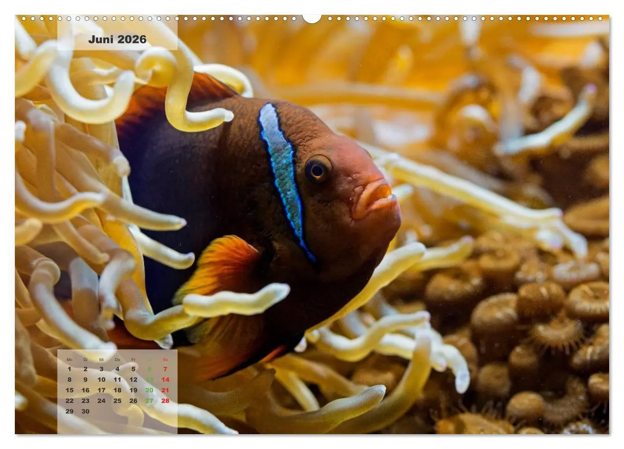 Bild: 9783516158670 | UNTER WASSER Riffaquaristik (Wandkalender 2026 DIN A2 quer),...