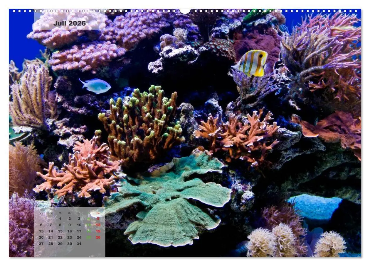 Bild: 9783516158670 | UNTER WASSER Riffaquaristik (Wandkalender 2026 DIN A2 quer),...