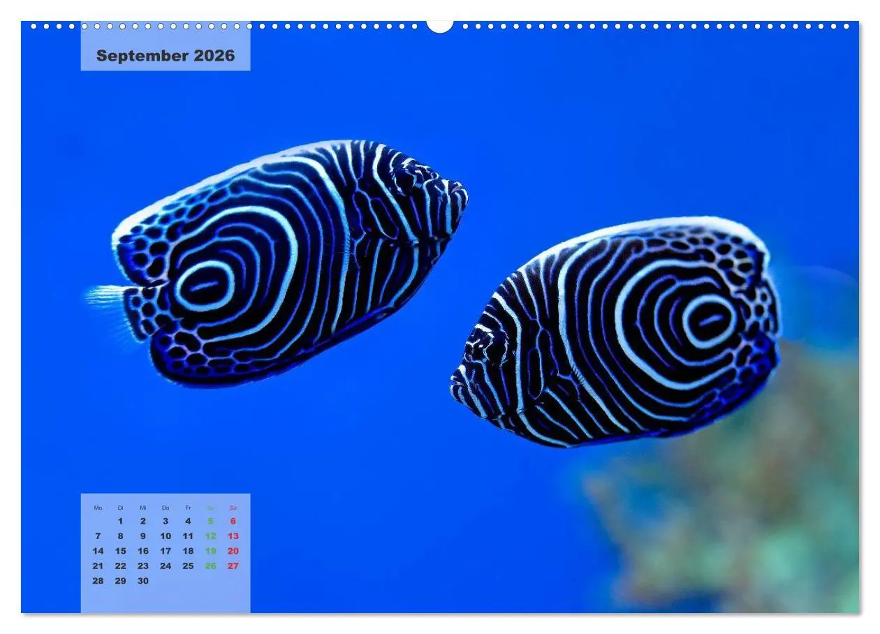 Bild: 9783516158670 | UNTER WASSER Riffaquaristik (Wandkalender 2026 DIN A2 quer),...