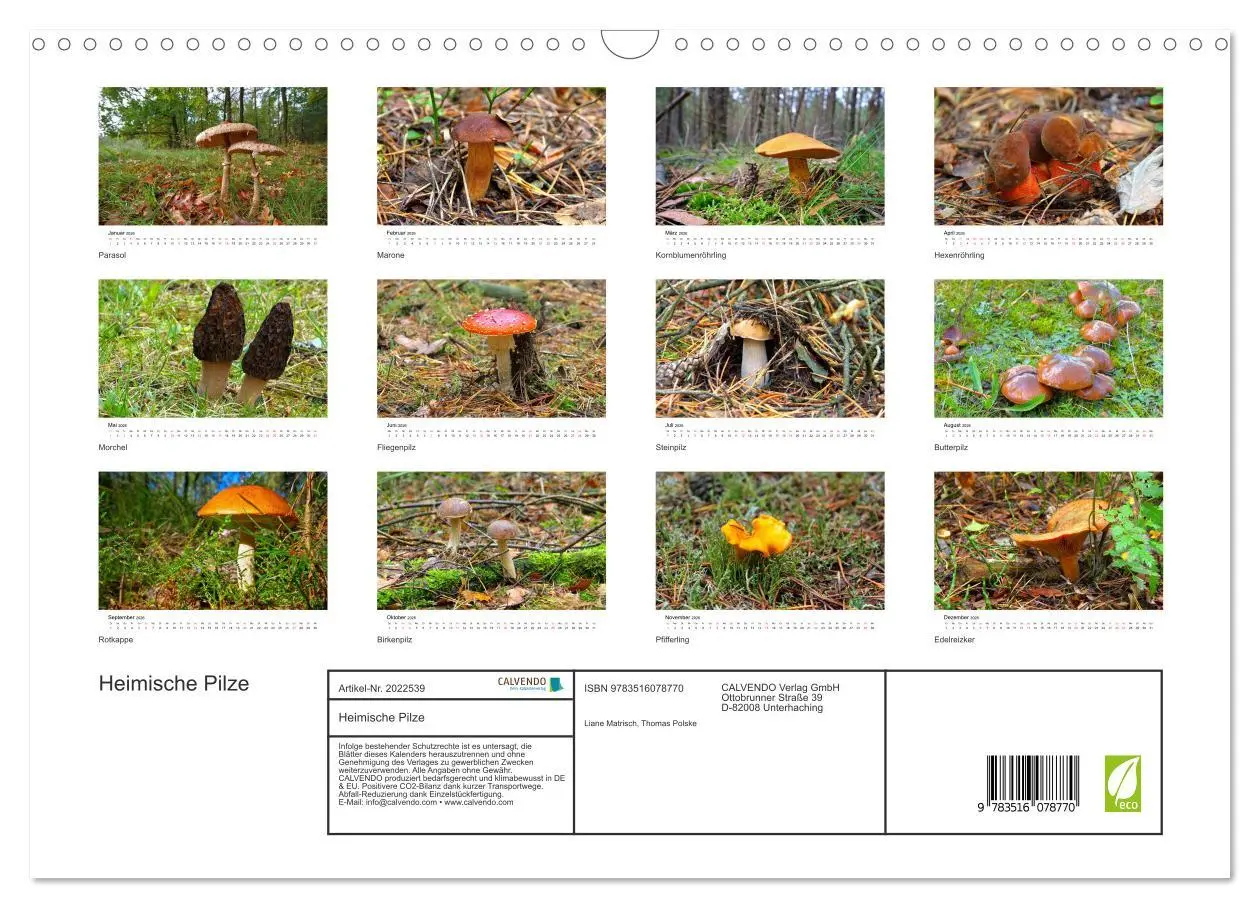 Bild: 9783516078770 | Heimische Pilze (Wandkalender 2026 DIN A3 quer), CALVENDO...