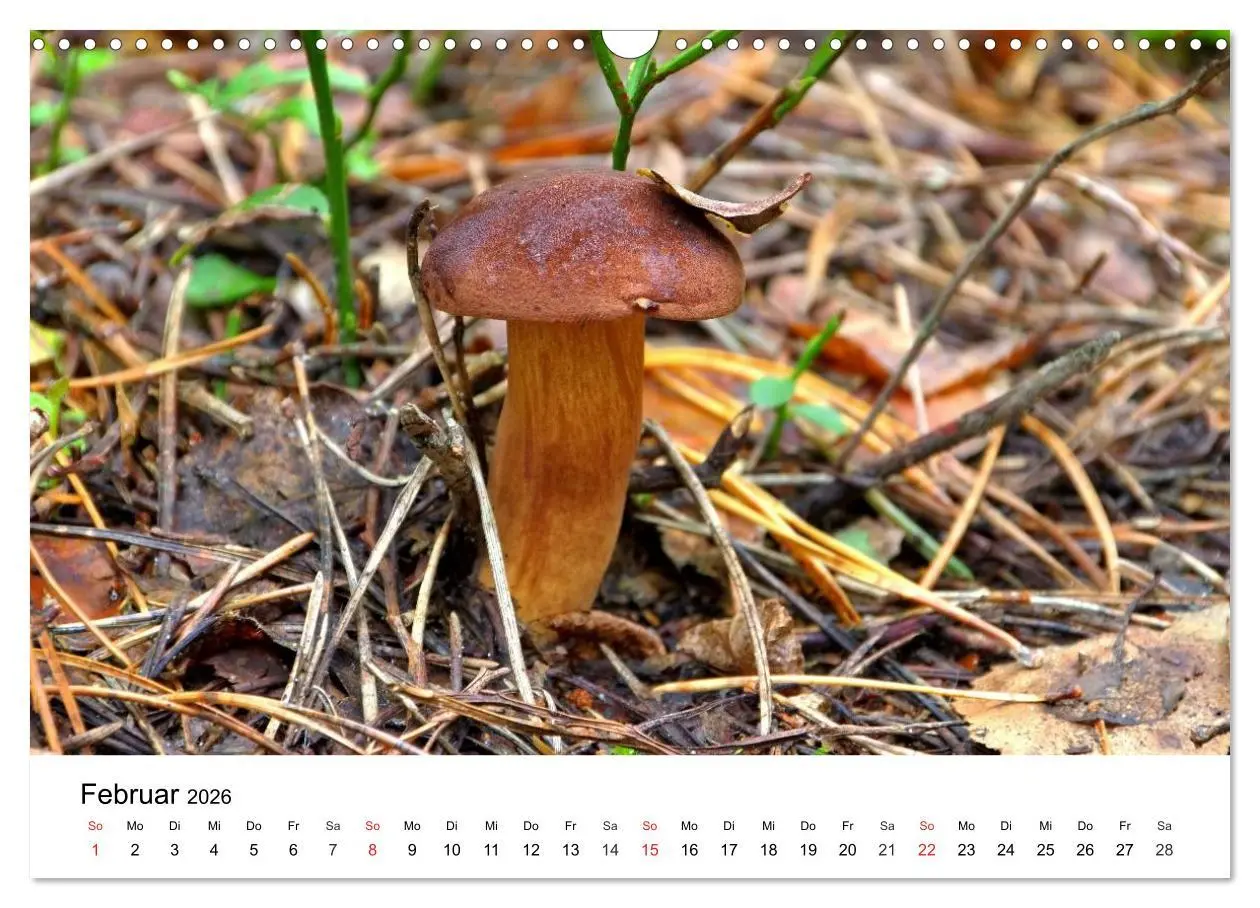 Bild: 9783516078770 | Heimische Pilze (Wandkalender 2026 DIN A3 quer), CALVENDO...