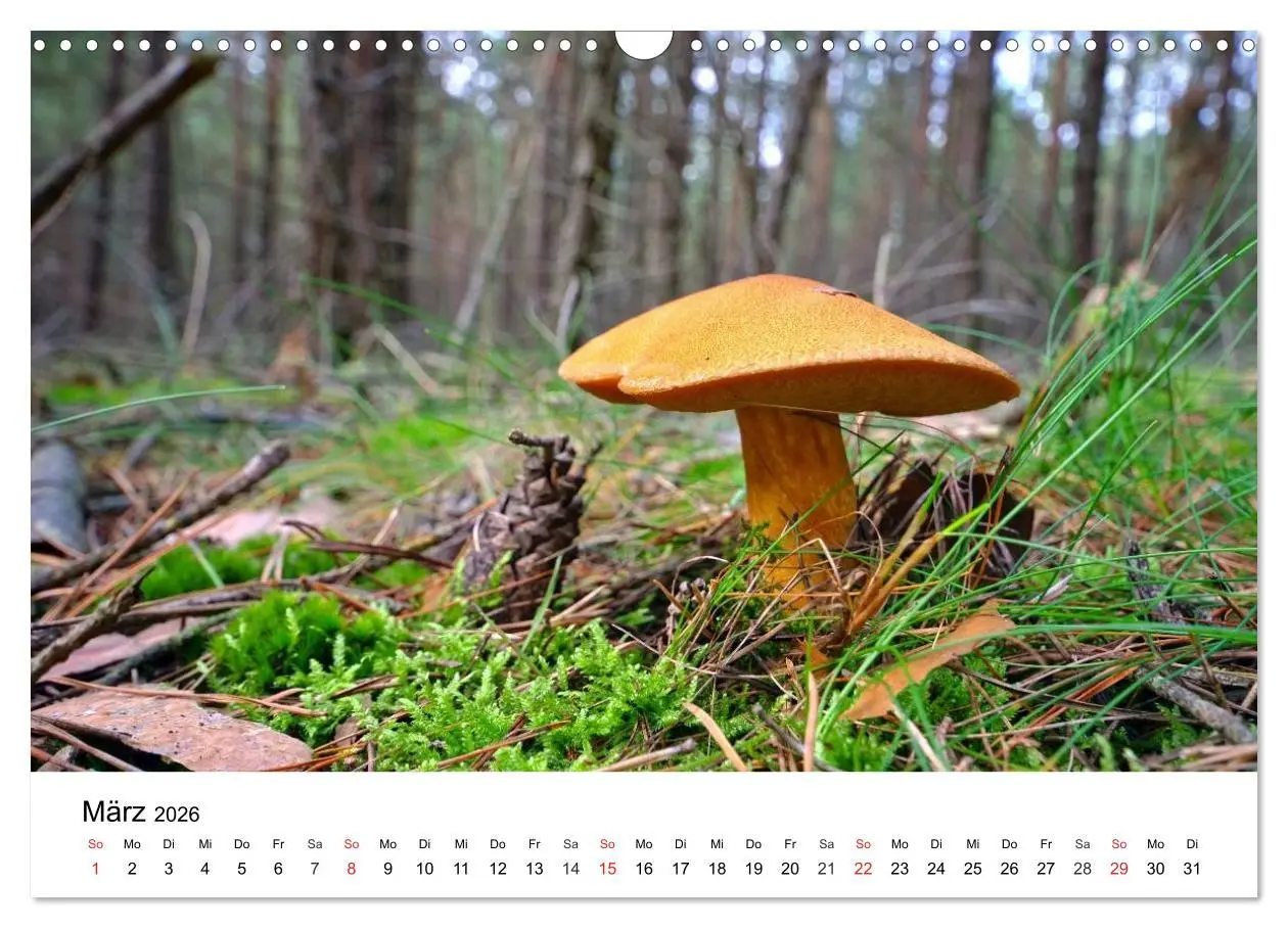 Bild: 9783516078770 | Heimische Pilze (Wandkalender 2026 DIN A3 quer), CALVENDO...