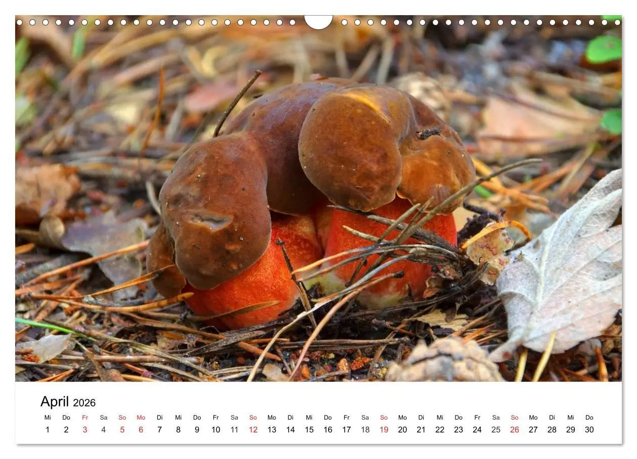 Bild: 9783516078770 | Heimische Pilze (Wandkalender 2026 DIN A3 quer), CALVENDO...