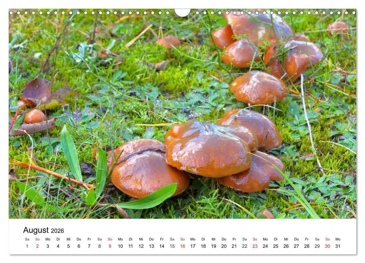 Bild: 9783516078770 | Heimische Pilze (Wandkalender 2026 DIN A3 quer), CALVENDO...