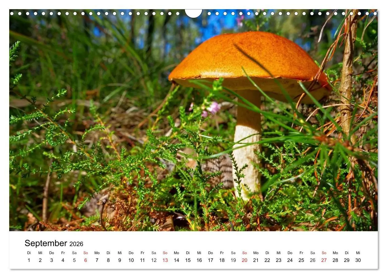 Bild: 9783516078770 | Heimische Pilze (Wandkalender 2026 DIN A3 quer), CALVENDO...