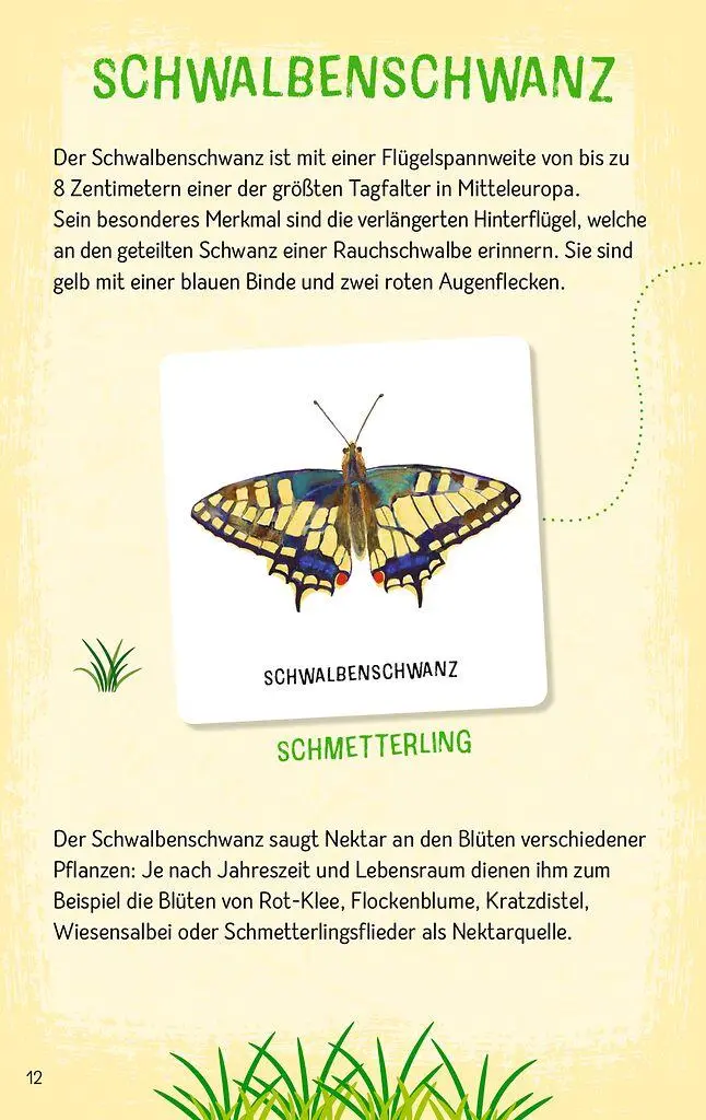 Bild: 4033477098870 | Das große Insekten Memo | Wer findet die meisten Paare? | Monika Klars