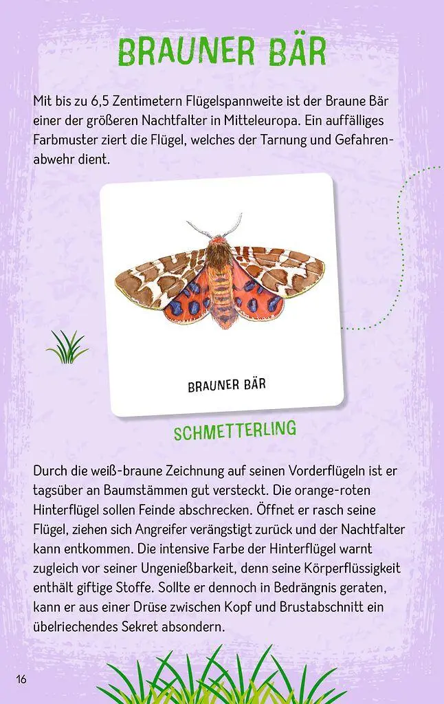 Bild: 4033477098870 | Das große Insekten Memo | Wer findet die meisten Paare? | Monika Klars