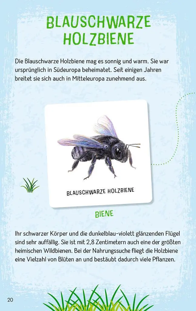 Bild: 4033477098870 | Das große Insekten Memo | Wer findet die meisten Paare? | Monika Klars