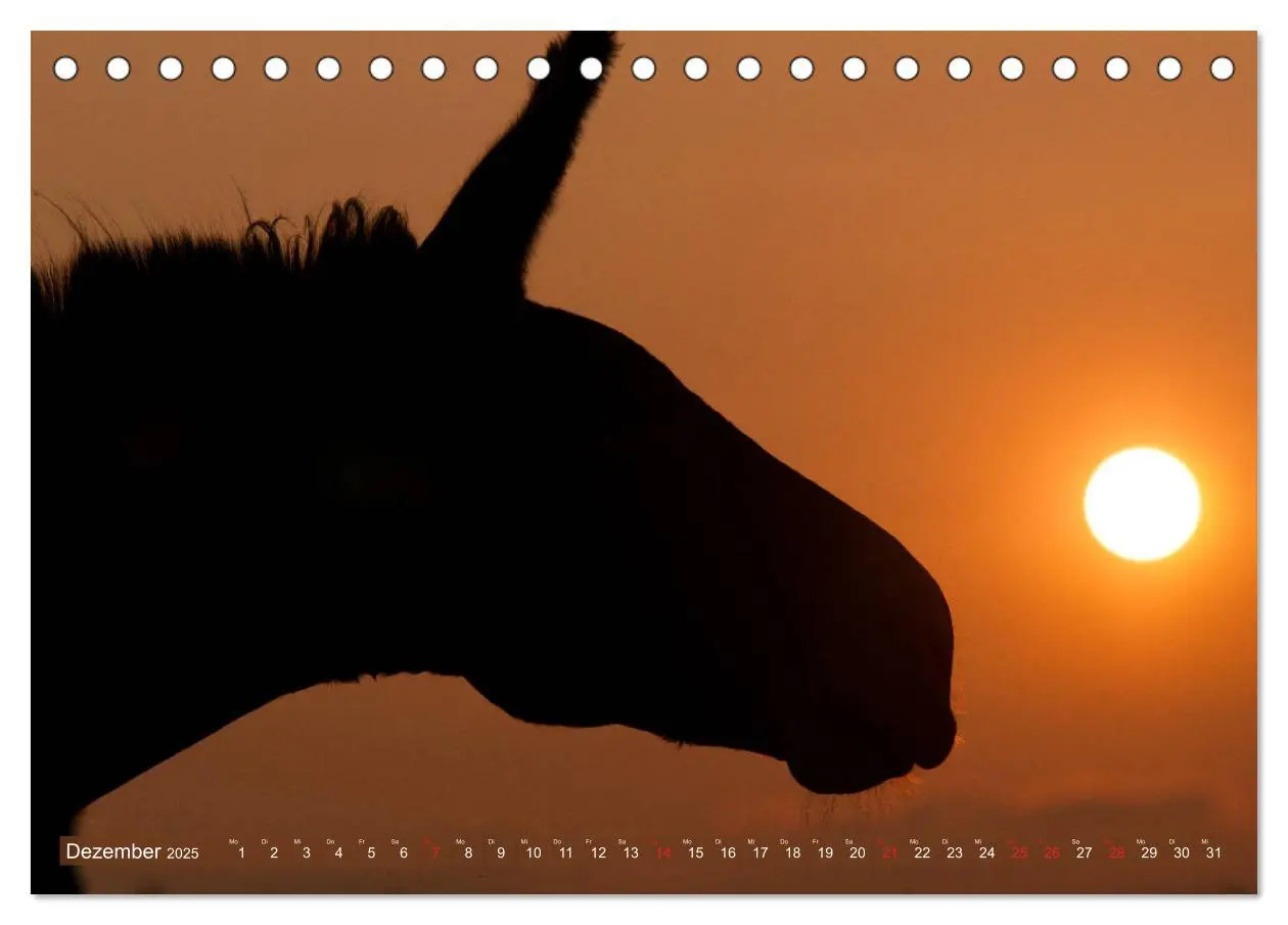 Bild: 9783435268870 | Liebenswerte Langohren - Die Schönheit der Esel (Tischkalender 2025...