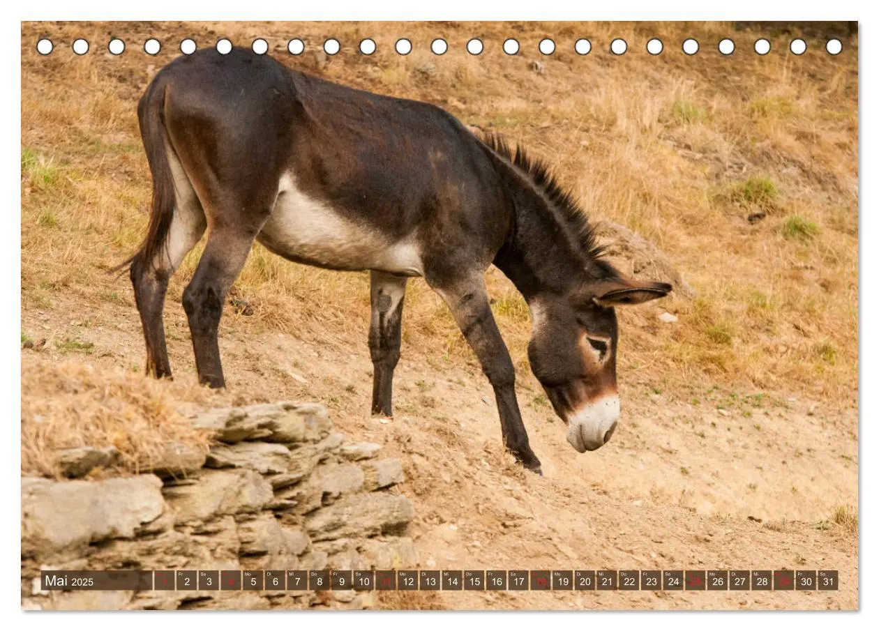 Bild: 9783435268870 | Liebenswerte Langohren - Die Schönheit der Esel (Tischkalender 2025...