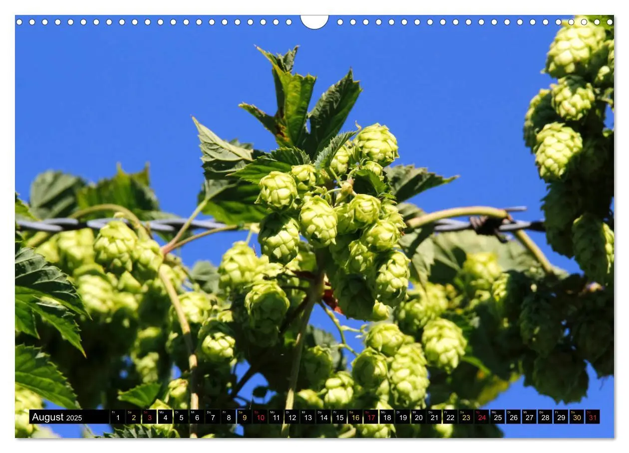 Bild: 9783435338870 | Biergenuss zu jeder Jahreszeit (Wandkalender 2025 DIN A3 quer),...