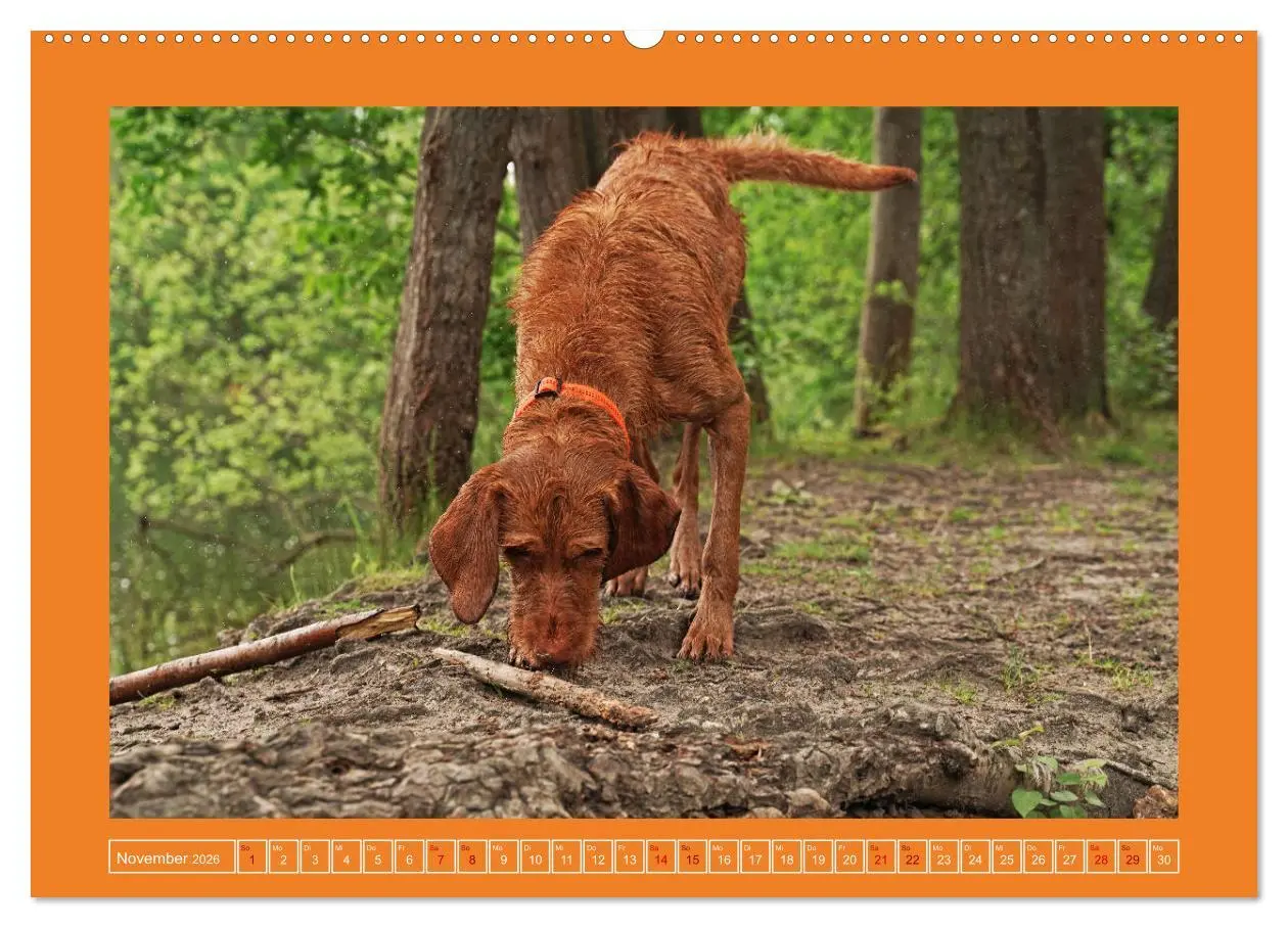 Bild: 9783457428870 | Faszination Magyar Vizsla (hochwertiger Premium Wandkalender 2026...