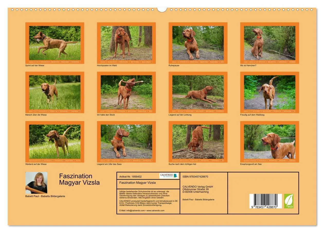 Bild: 9783457428870 | Faszination Magyar Vizsla (hochwertiger Premium Wandkalender 2026...