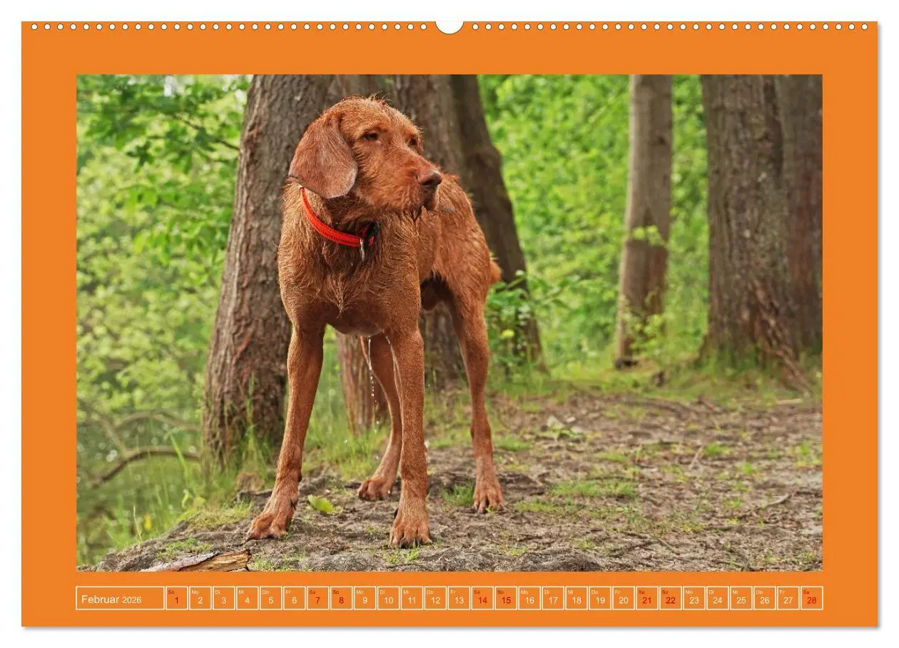 Bild: 9783457428870 | Faszination Magyar Vizsla (hochwertiger Premium Wandkalender 2026...