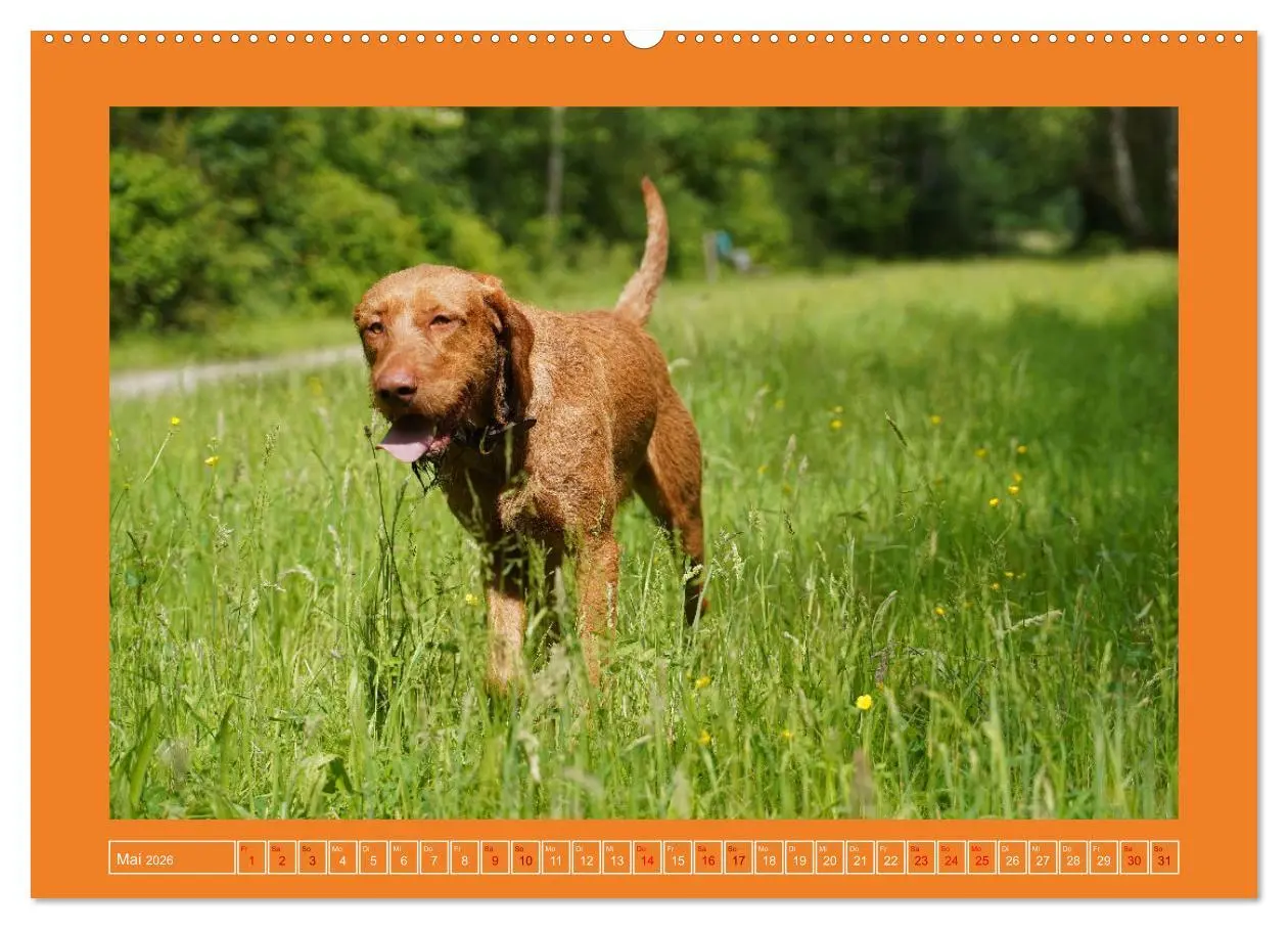 Bild: 9783457428870 | Faszination Magyar Vizsla (hochwertiger Premium Wandkalender 2026...
