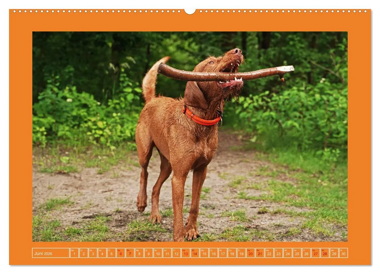 Bild: 9783457428870 | Faszination Magyar Vizsla (hochwertiger Premium Wandkalender 2026...