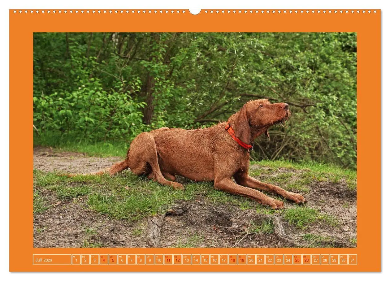 Bild: 9783457428870 | Faszination Magyar Vizsla (hochwertiger Premium Wandkalender 2026...