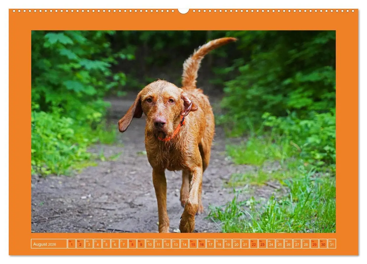 Bild: 9783457428870 | Faszination Magyar Vizsla (hochwertiger Premium Wandkalender 2026...