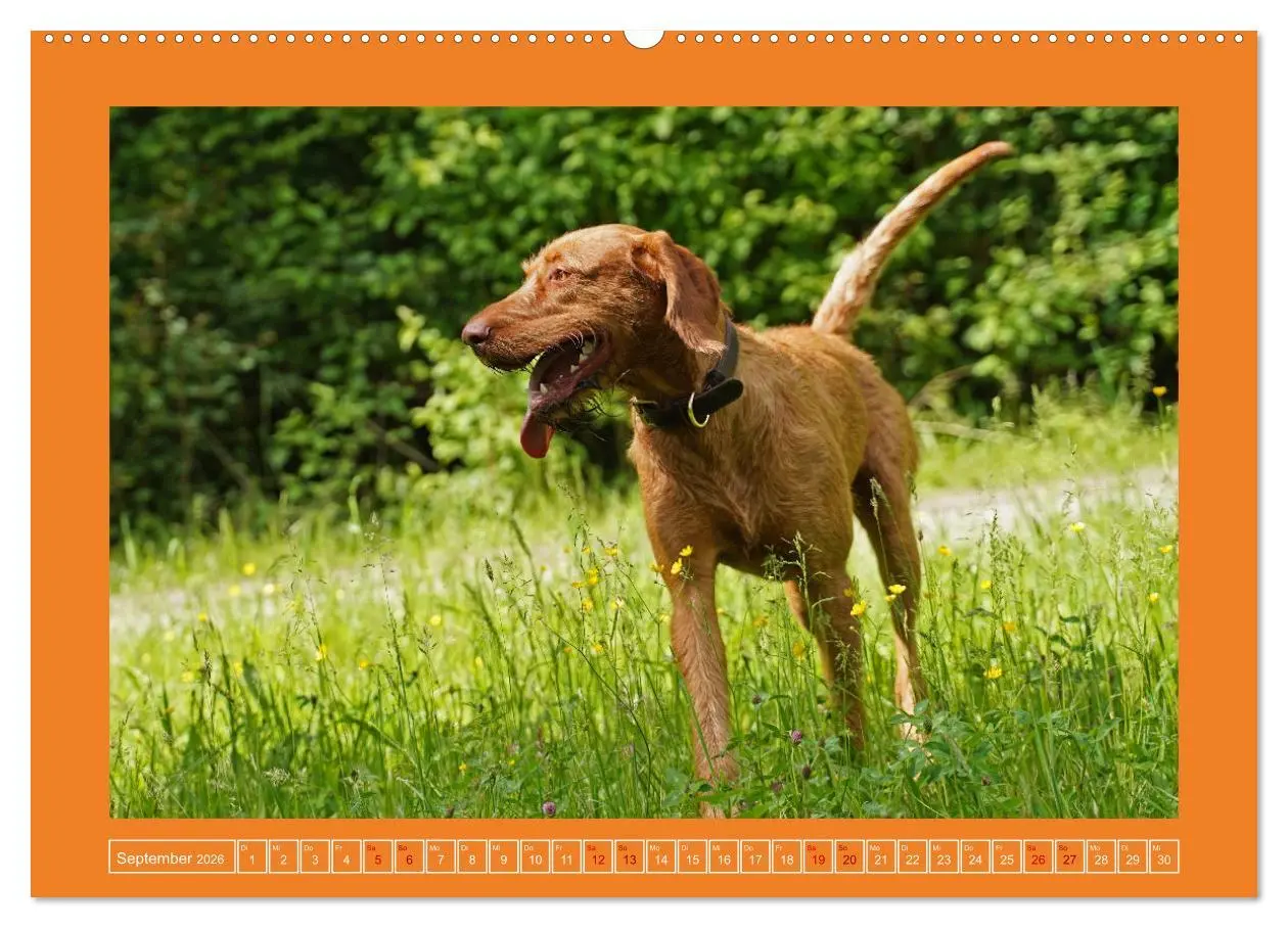 Bild: 9783457428870 | Faszination Magyar Vizsla (hochwertiger Premium Wandkalender 2026...