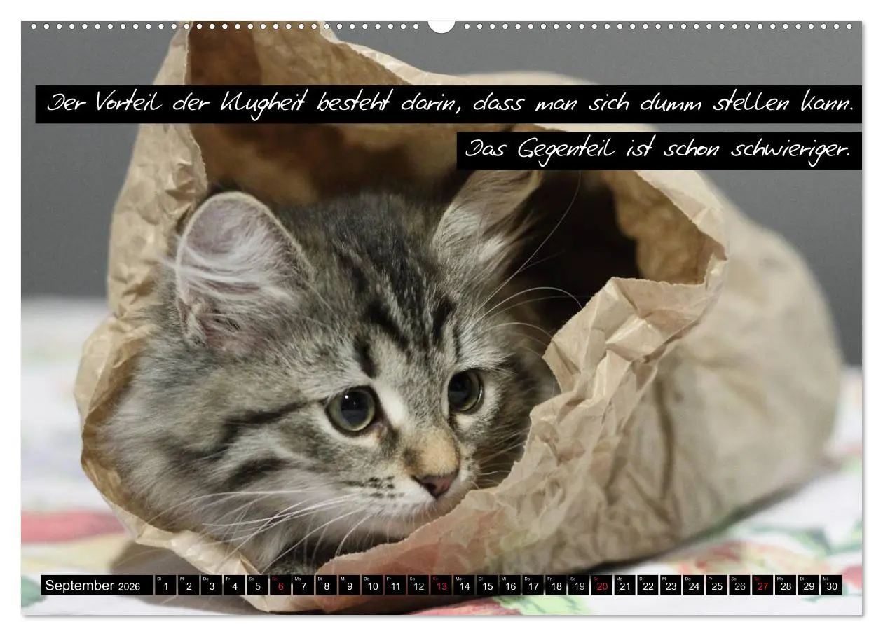 Bild: 9783516068870 | Der "philosophische" Katzenkalender 2026 (Wandkalender 2026 DIN A2...