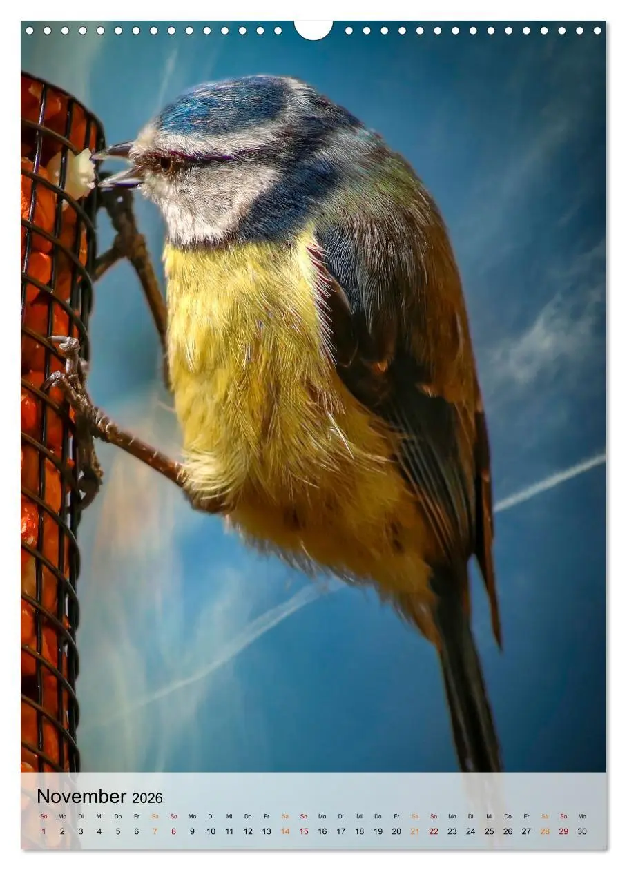 Bild: 9783516368970 | Vögel - gefiederte Freunde in unserer Natur (Wandkalender 2026 DIN...