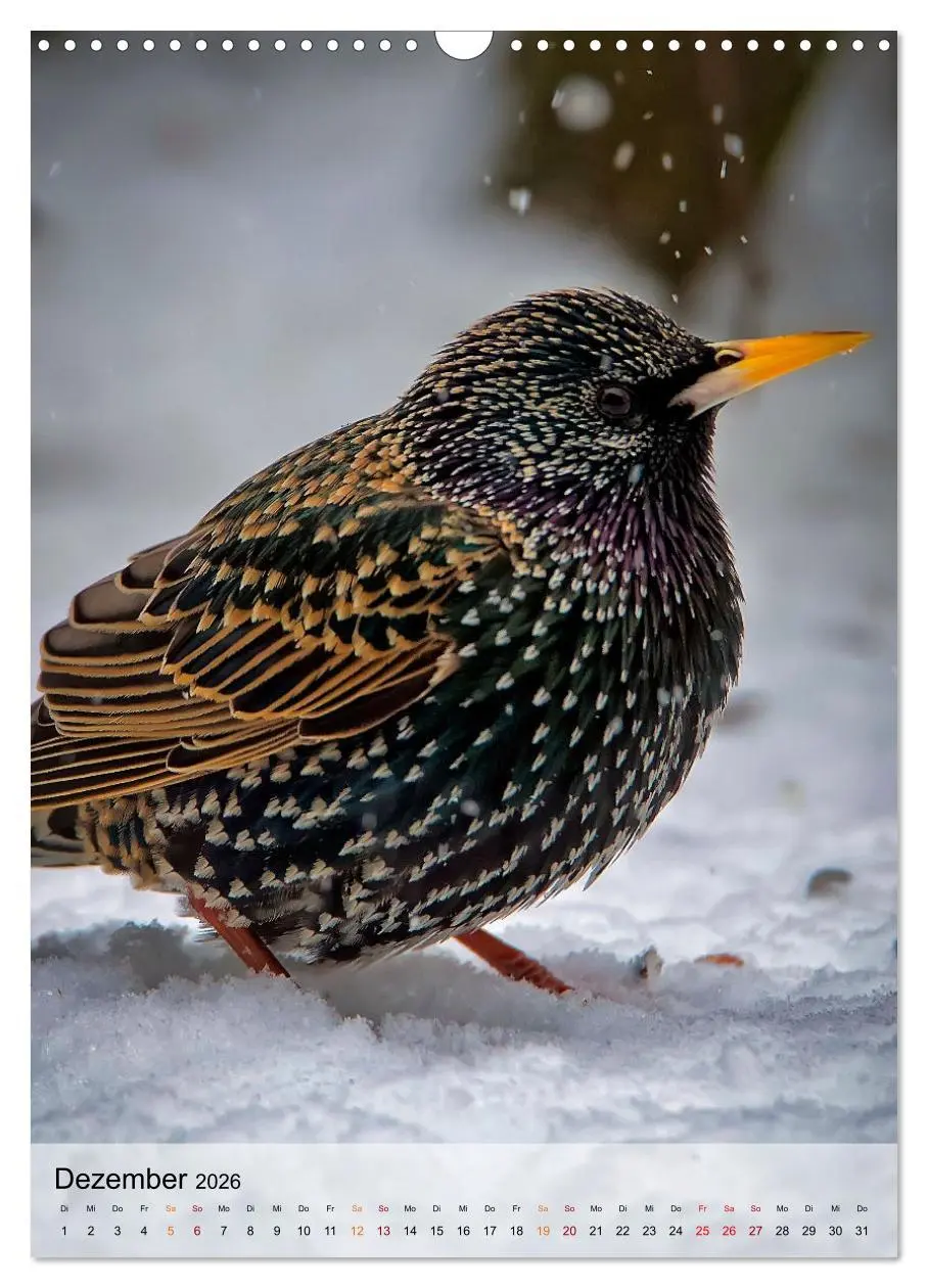 Bild: 9783516368970 | Vögel - gefiederte Freunde in unserer Natur (Wandkalender 2026 DIN...