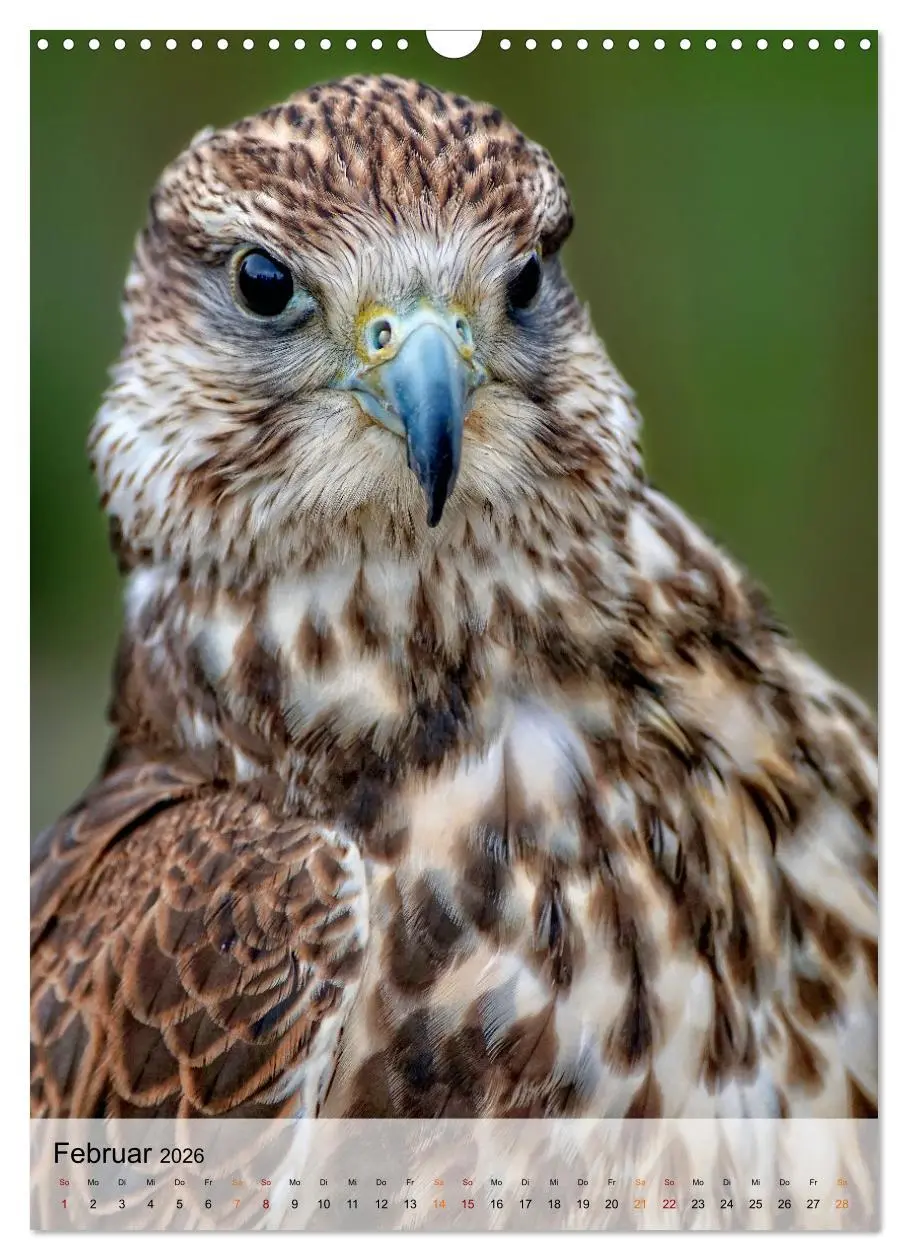 Bild: 9783516368970 | Vögel - gefiederte Freunde in unserer Natur (Wandkalender 2026 DIN...