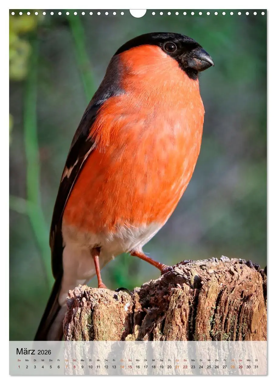 Bild: 9783516368970 | Vögel - gefiederte Freunde in unserer Natur (Wandkalender 2026 DIN...