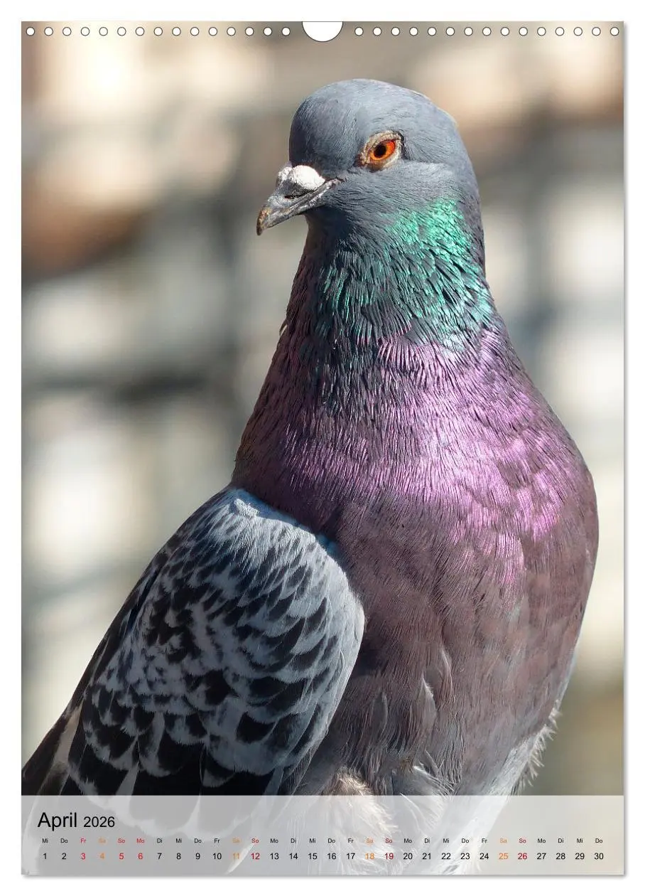Bild: 9783516368970 | Vögel - gefiederte Freunde in unserer Natur (Wandkalender 2026 DIN...