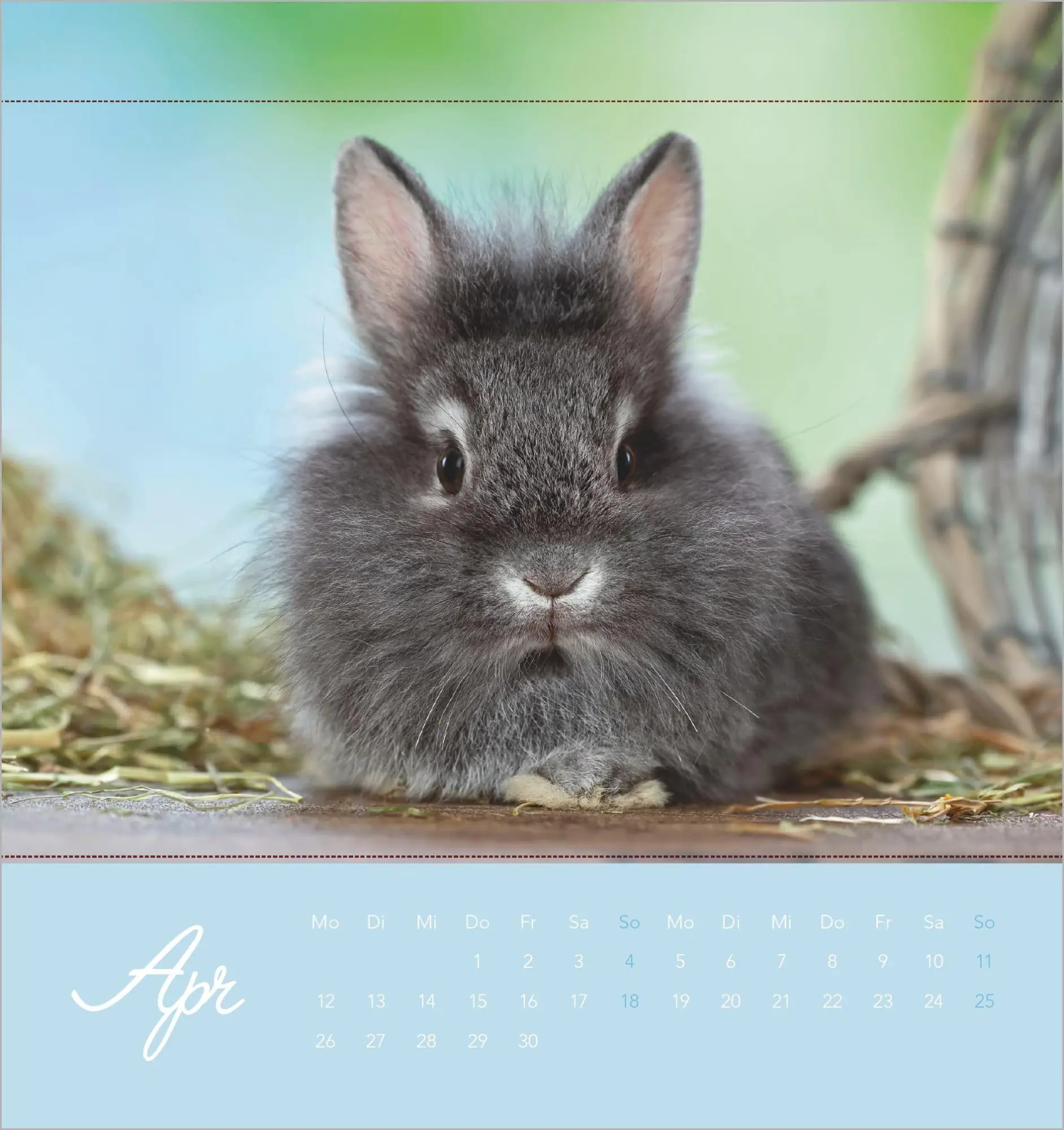 Bild: 4069095019270 | Süße Kaninchen 2027 | Kalender | 14 S. | Deutsch | 2027