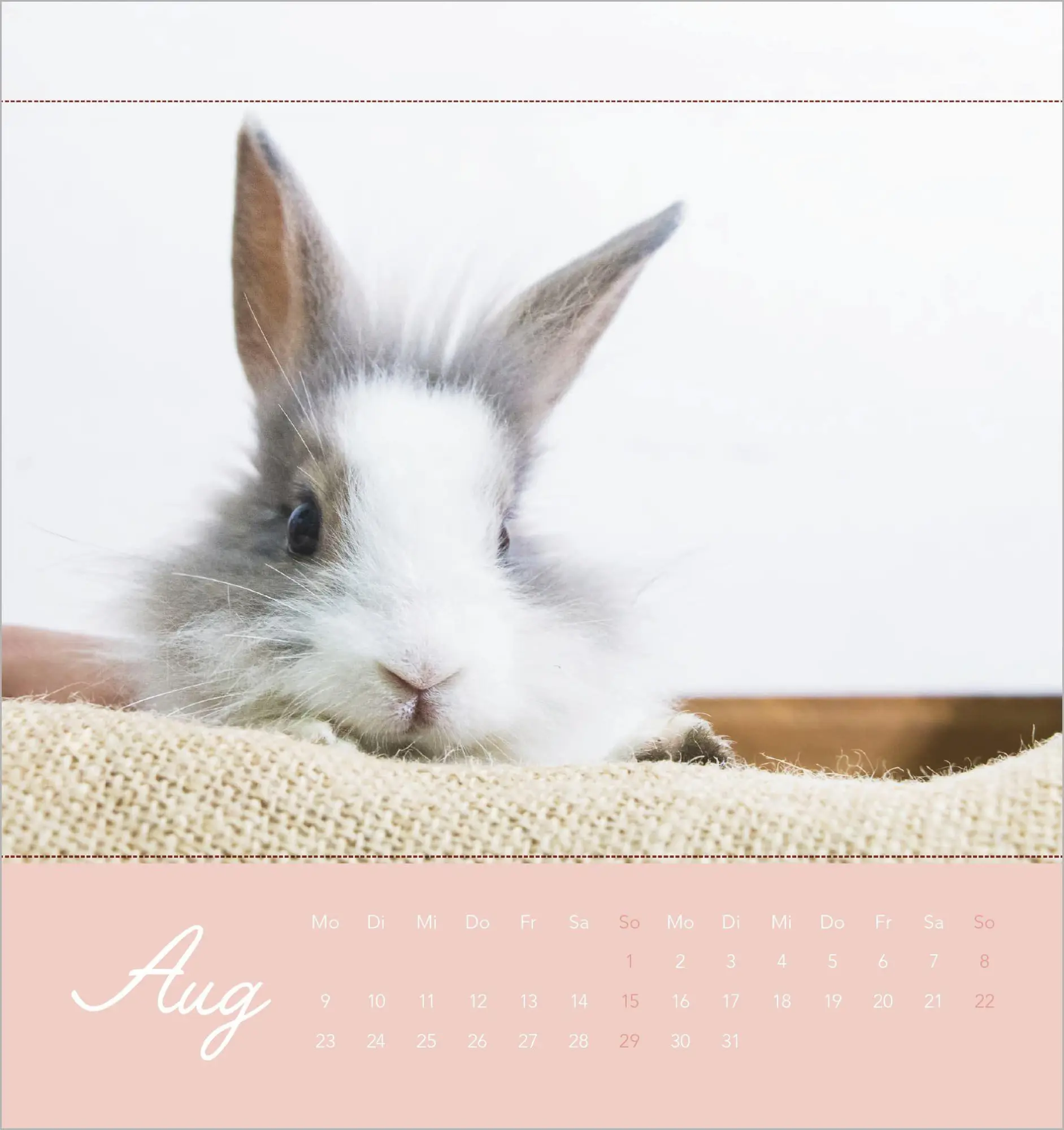 Bild: 4069095019270 | Süße Kaninchen 2027 | Kalender | 14 S. | Deutsch | 2027