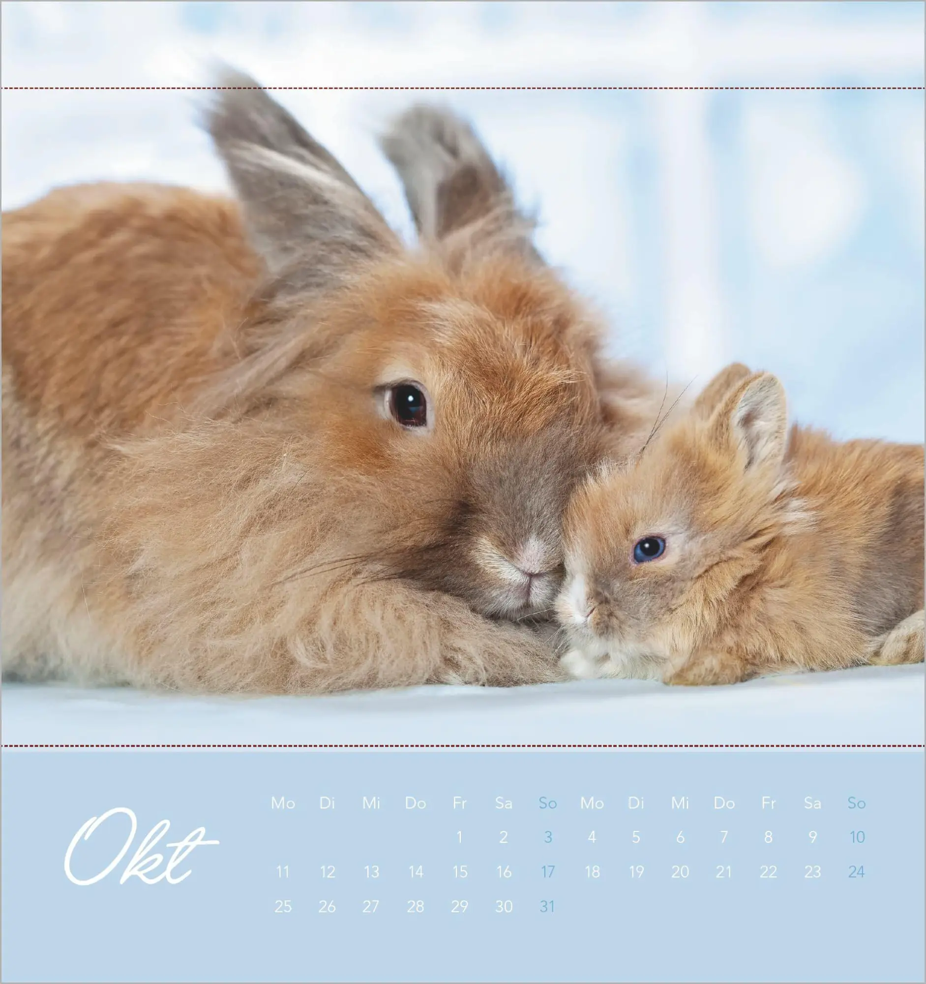 Bild: 4069095019270 | Süße Kaninchen 2027 | Kalender | 14 S. | Deutsch | 2027