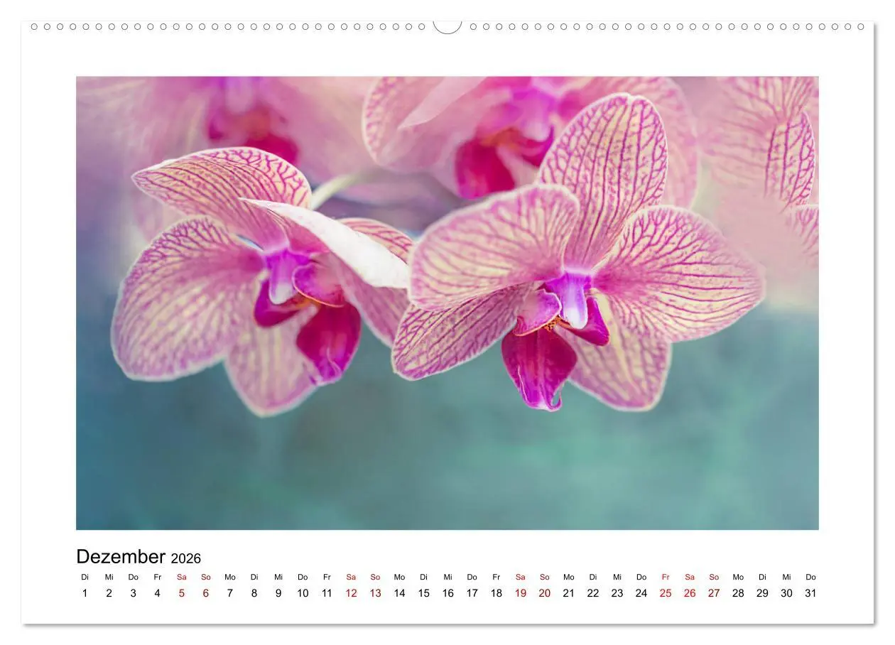 Bild: 9783457699270 | Rosa Blütentraum (hochwertiger Premium Wandkalender 2026 DIN A2...