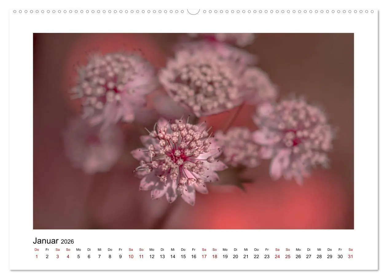 Bild: 9783457699270 | Rosa Blütentraum (hochwertiger Premium Wandkalender 2026 DIN A2...