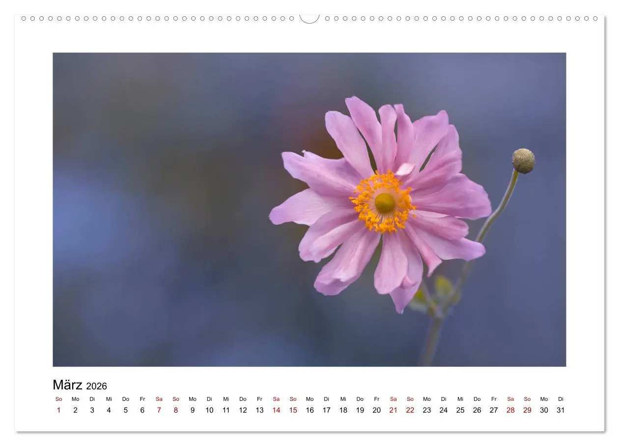 Bild: 9783457699270 | Rosa Blütentraum (hochwertiger Premium Wandkalender 2026 DIN A2...