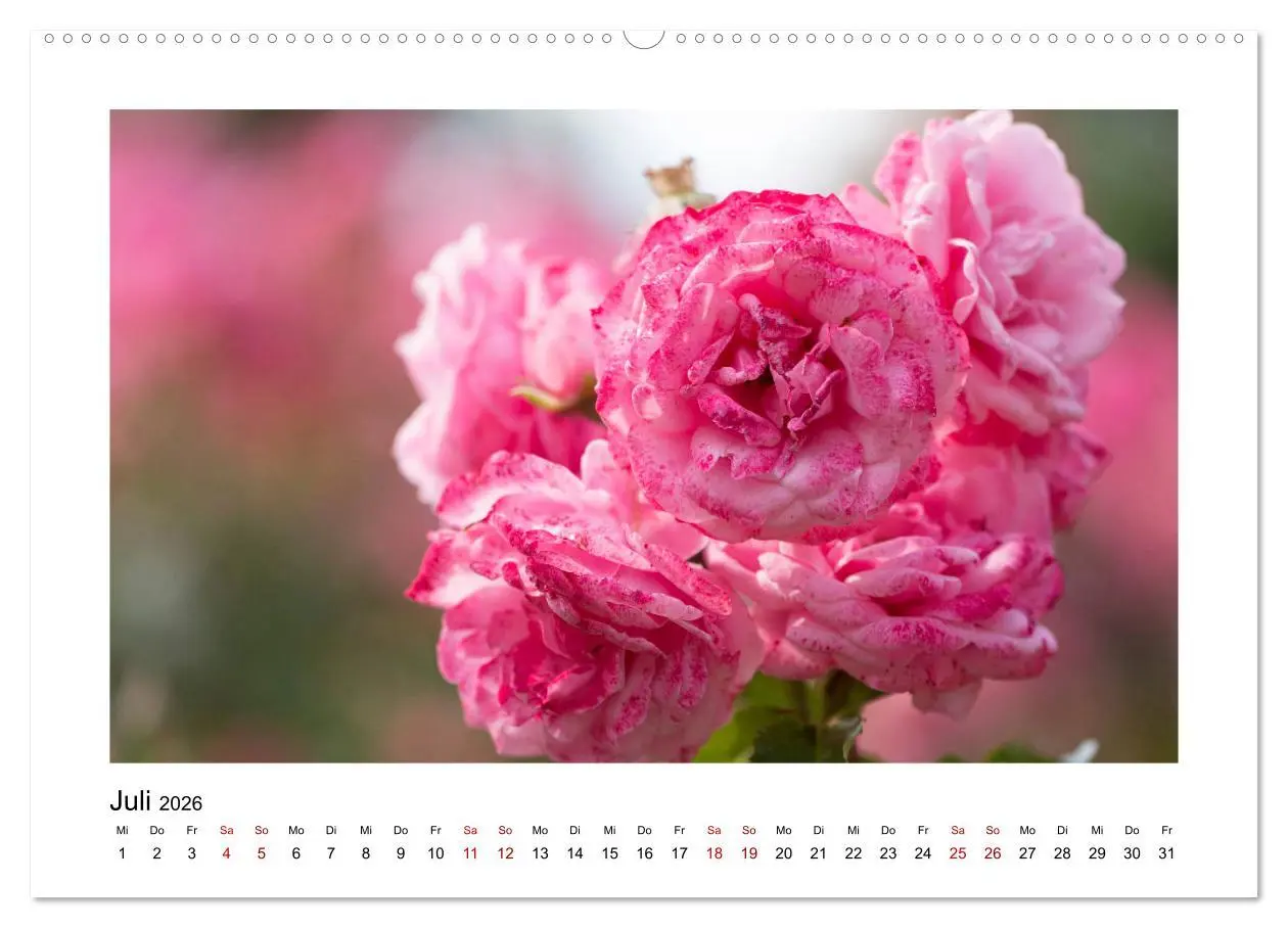 Bild: 9783457699270 | Rosa Blütentraum (hochwertiger Premium Wandkalender 2026 DIN A2...