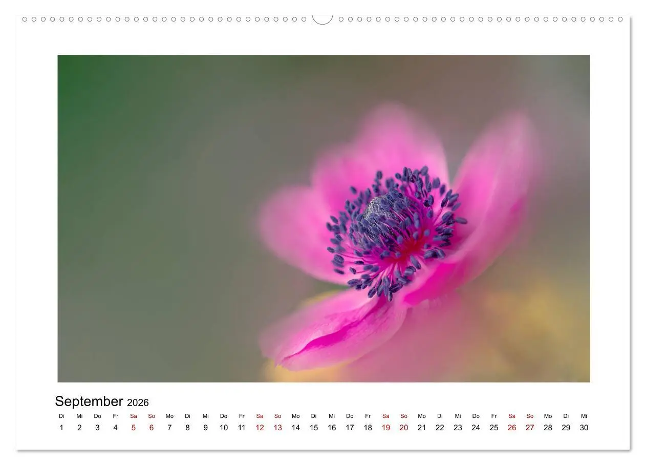Bild: 9783457699270 | Rosa Blütentraum (hochwertiger Premium Wandkalender 2026 DIN A2...