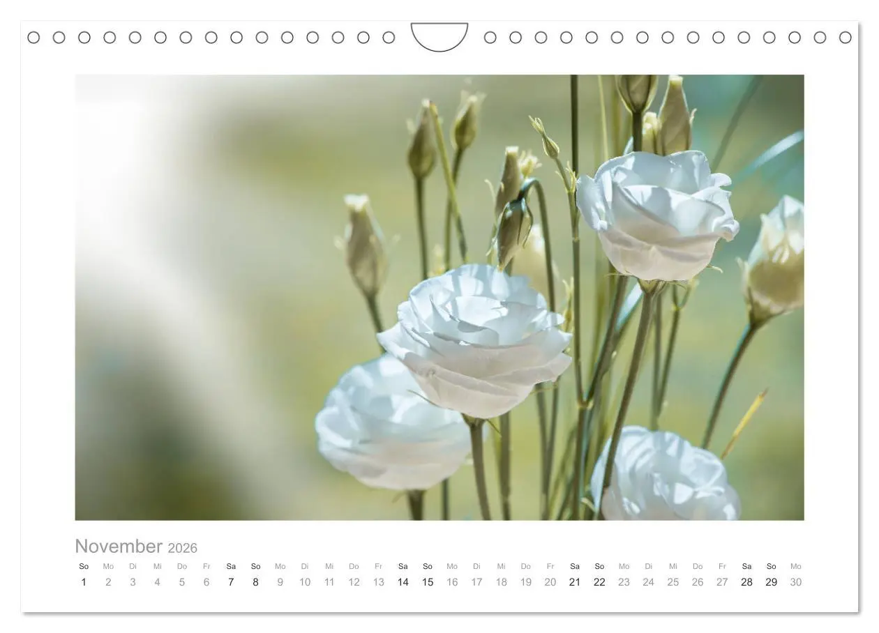 Bild: 9783457909270 | Blumen zart und schön (Wandkalender 2026 DIN A4 quer), CALVENDO...