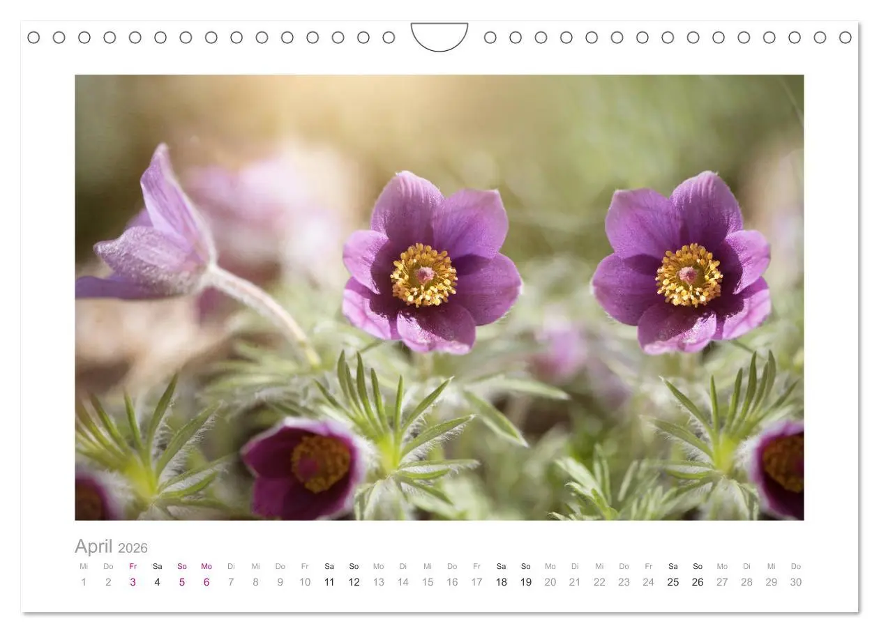 Bild: 9783457909270 | Blumen zart und schön (Wandkalender 2026 DIN A4 quer), CALVENDO...