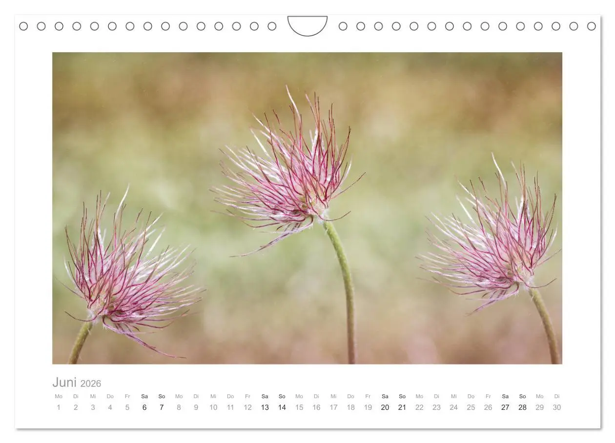 Bild: 9783457909270 | Blumen zart und schön (Wandkalender 2026 DIN A4 quer), CALVENDO...